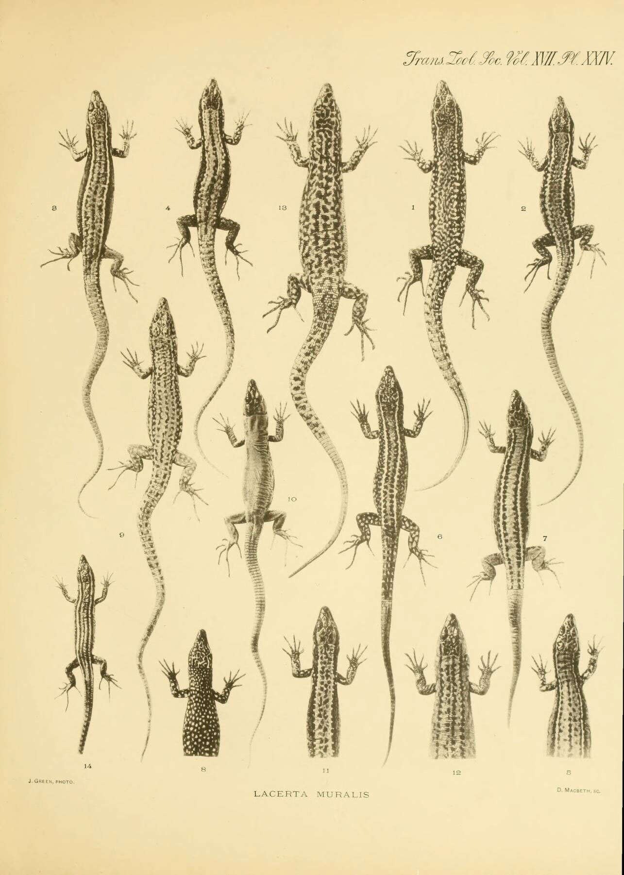 Image of Common wall lizard