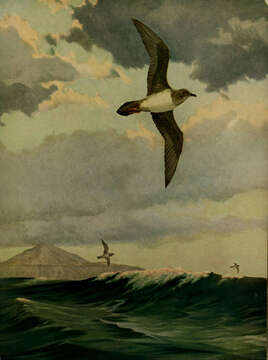 Image of Atlantic Petrel