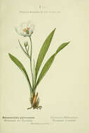 Image of Ranunculus pyrenaeus L.
