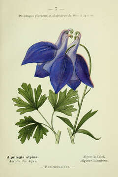 Aquilegia alpina L. resmi