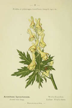 Image of monkshood