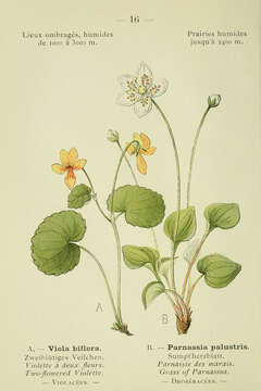 Слика од Viola biflora L.