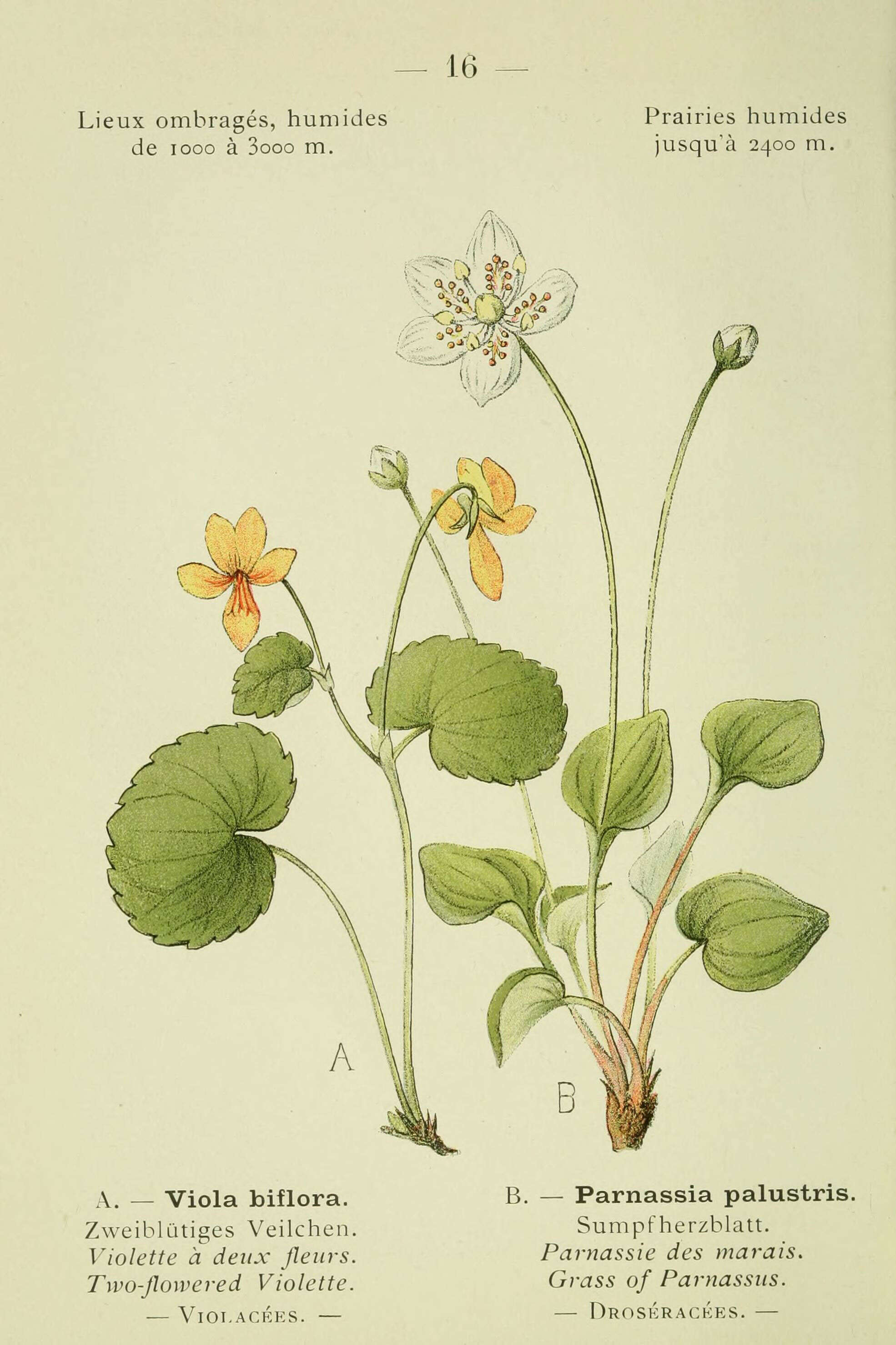 Image of arctic yellow violet