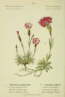 Слика од Dianthus subacaulis Vill.