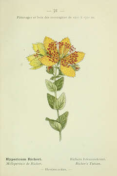 Image of Hypericum richeri Vill.