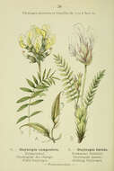 Слика од Oxytropis campestris (L.) DC.