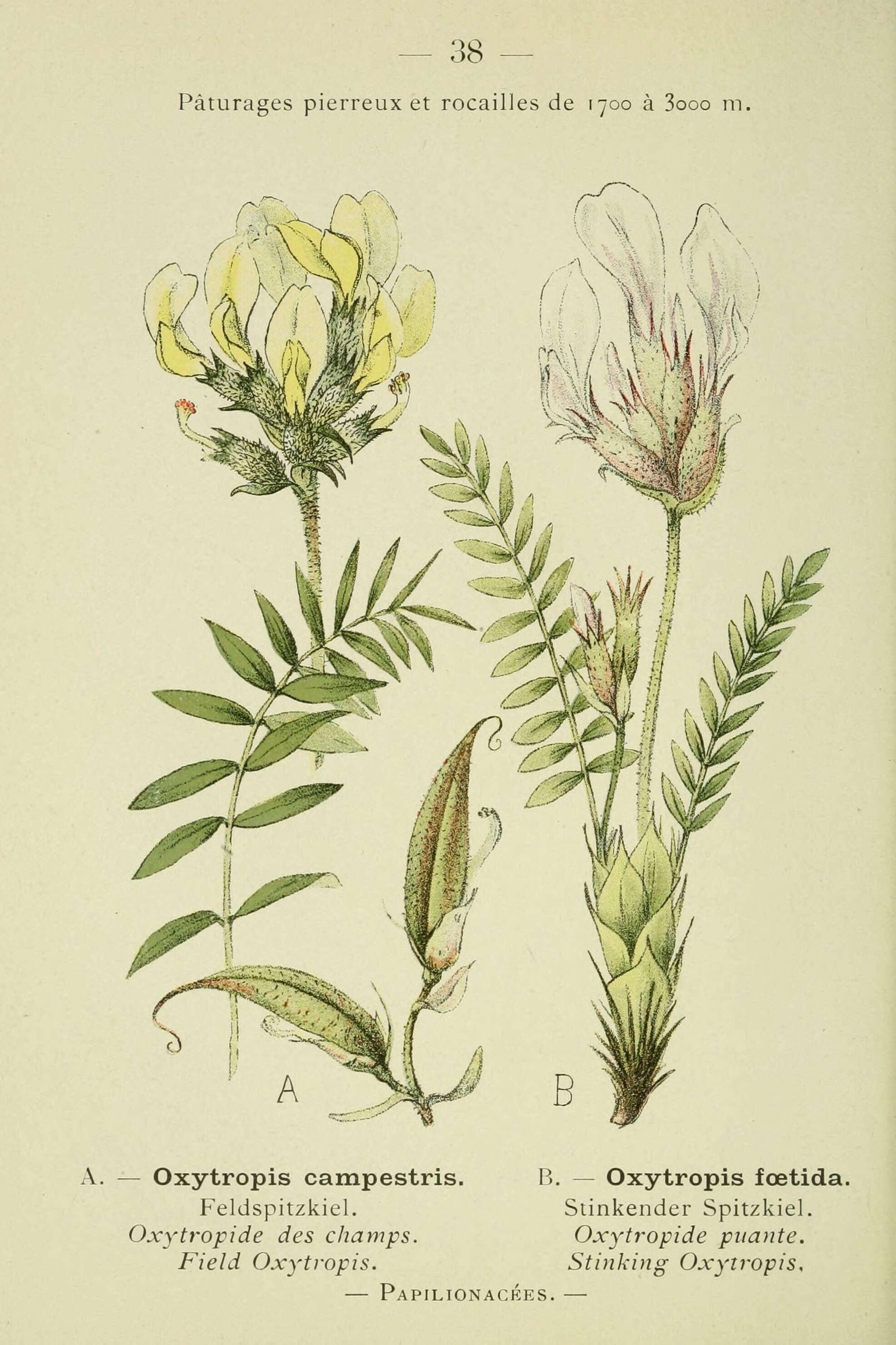 Слика од Oxytropis campestris (L.) DC.