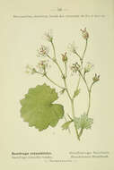 Image of round-leaved saxifrage