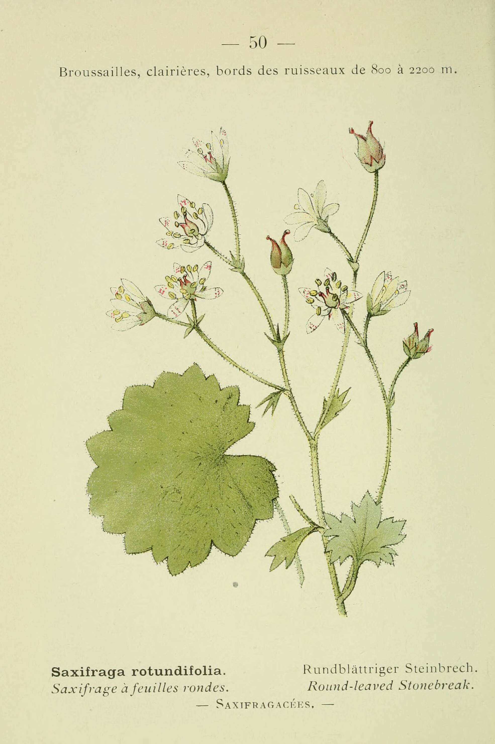 Image of round-leaved saxifrage