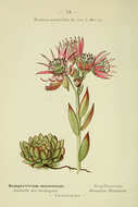 صورة Sempervivum montanum L.