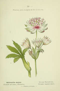 Image of greater masterwort