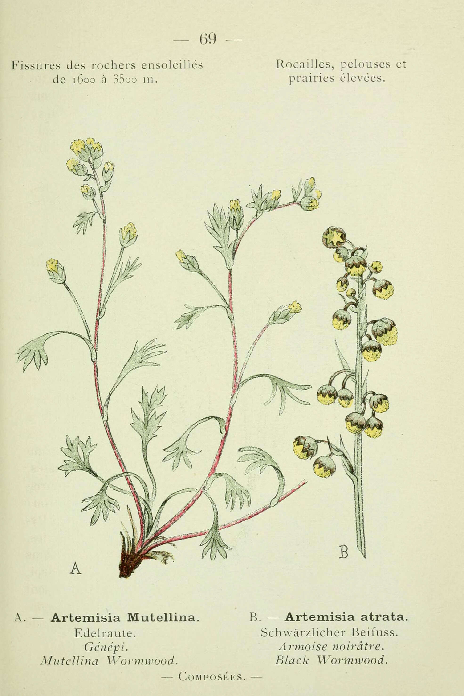 Image of Artemisia atrata Lam.