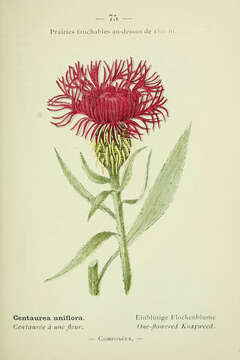 Image of singleflower knapweed