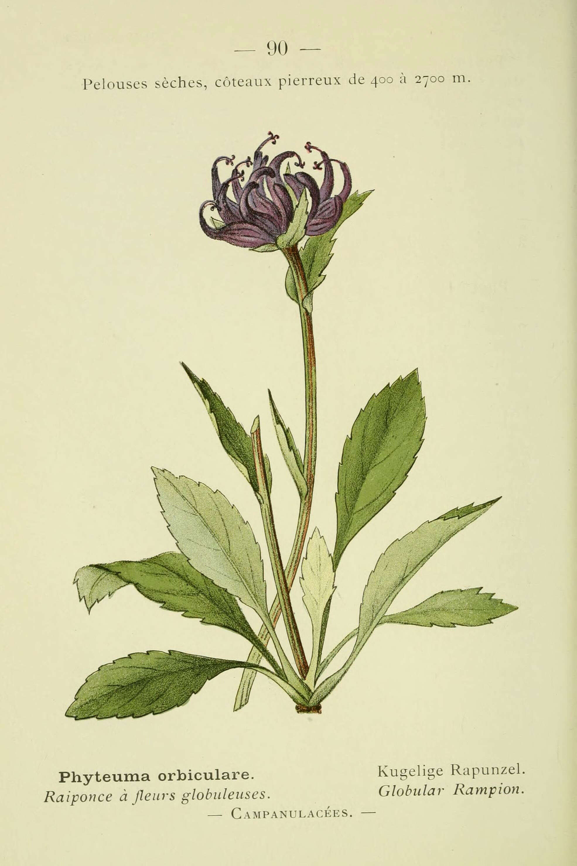 Image of Round-headed Rampion