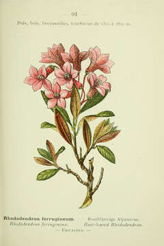 Rhododendron ferrugineum L. resmi