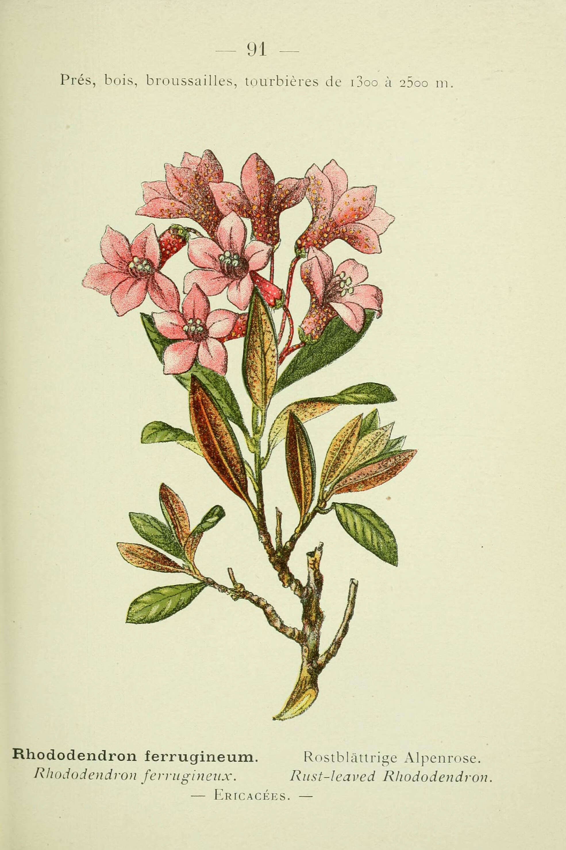 Image of Alpine Rose