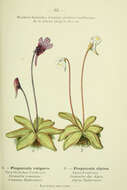 Image of Alpine Butterwort