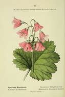 Image of Primula matthioli subsp. matthioli
