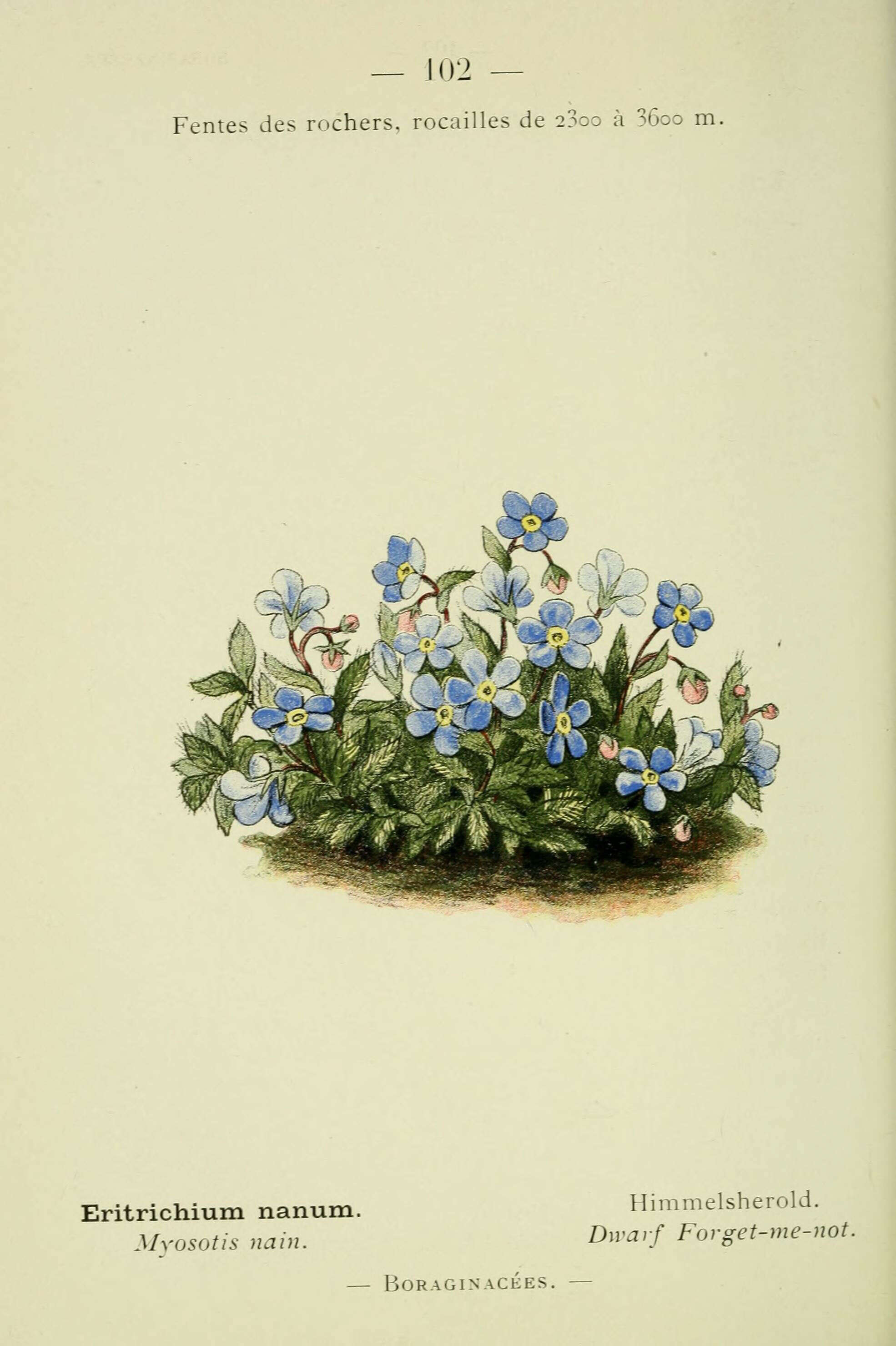 Image of arctic alpine forget-me-not