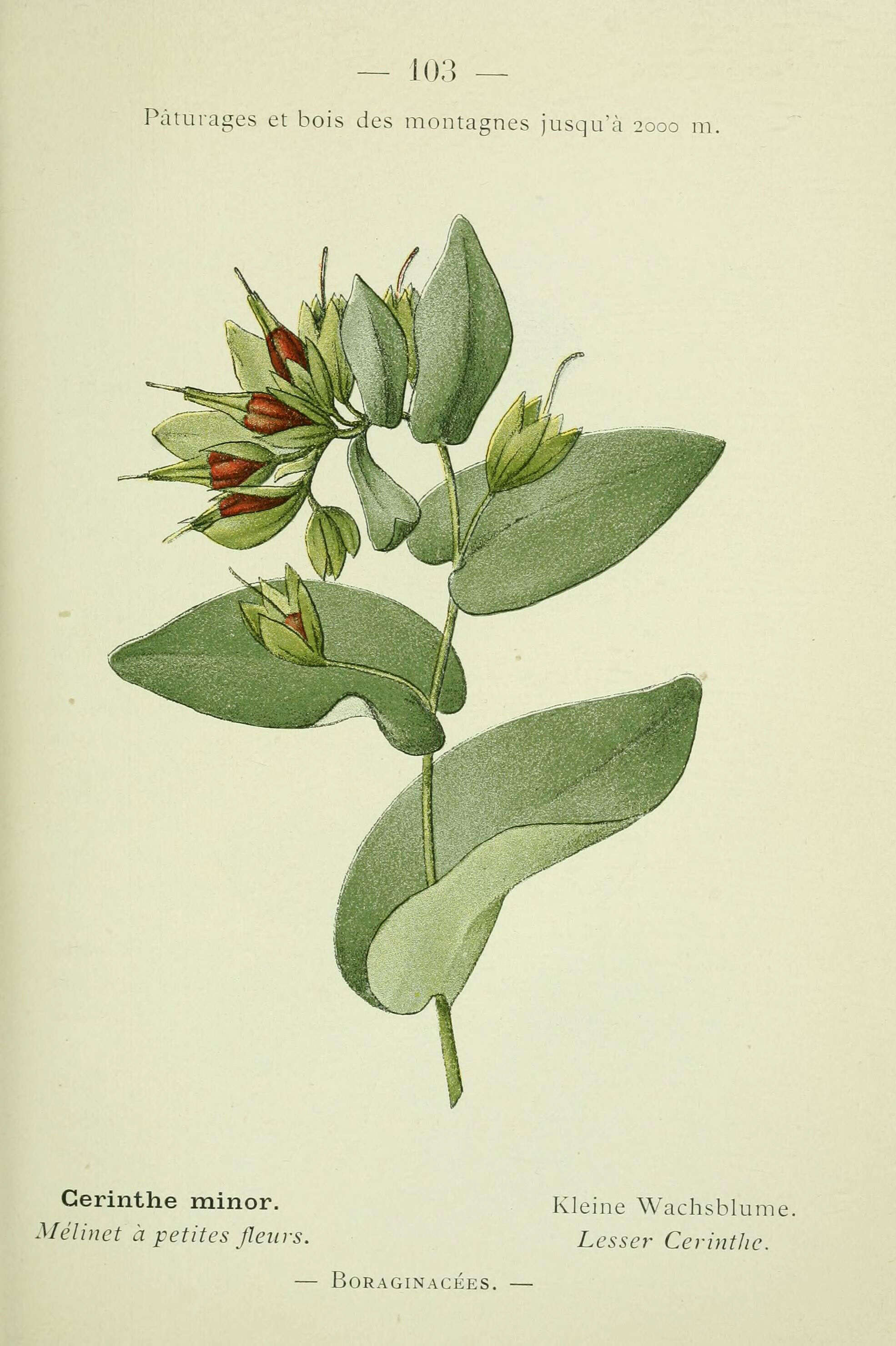 Image of Lesser Honeywort