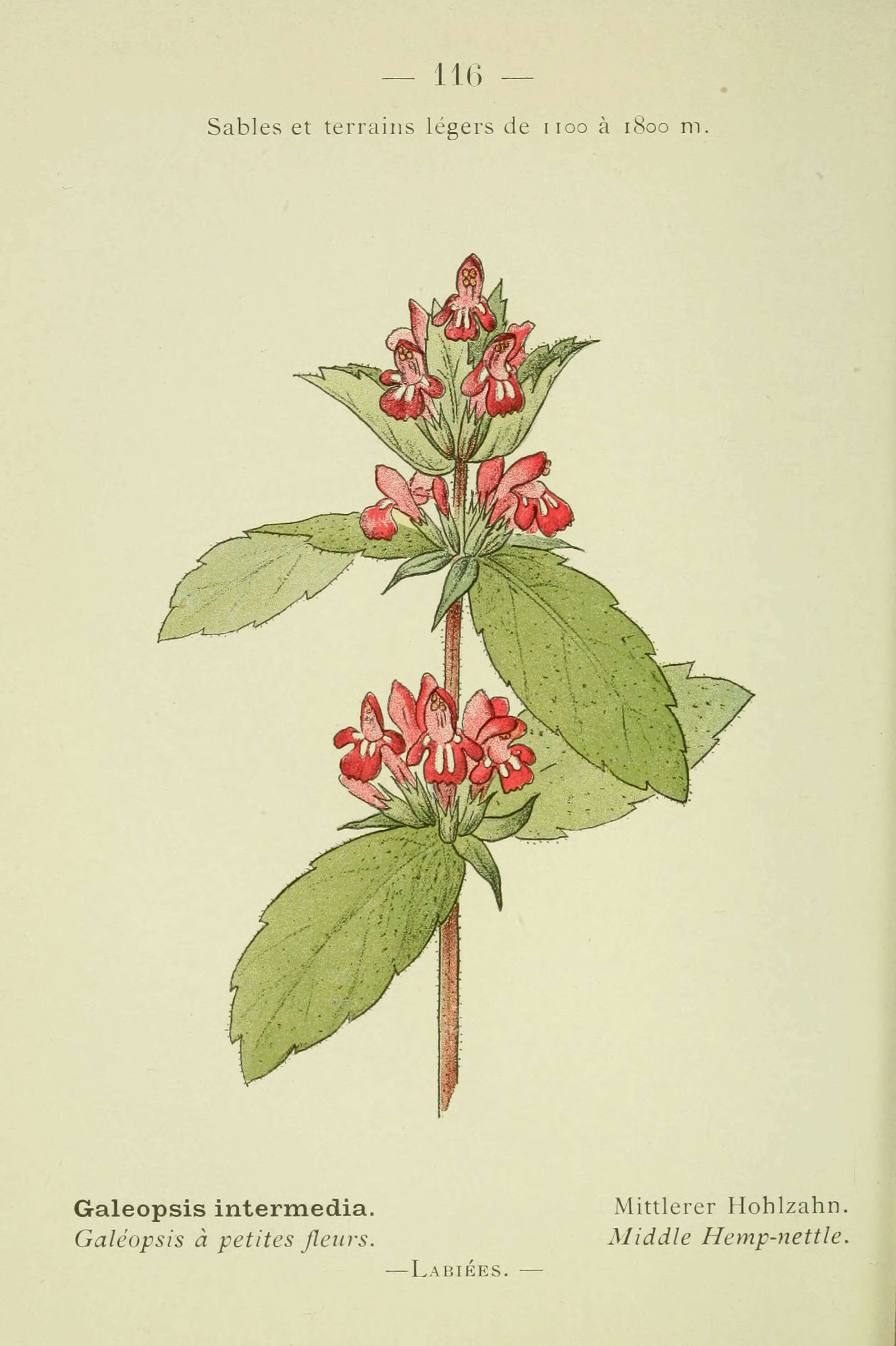 Image of Red hemp nettle