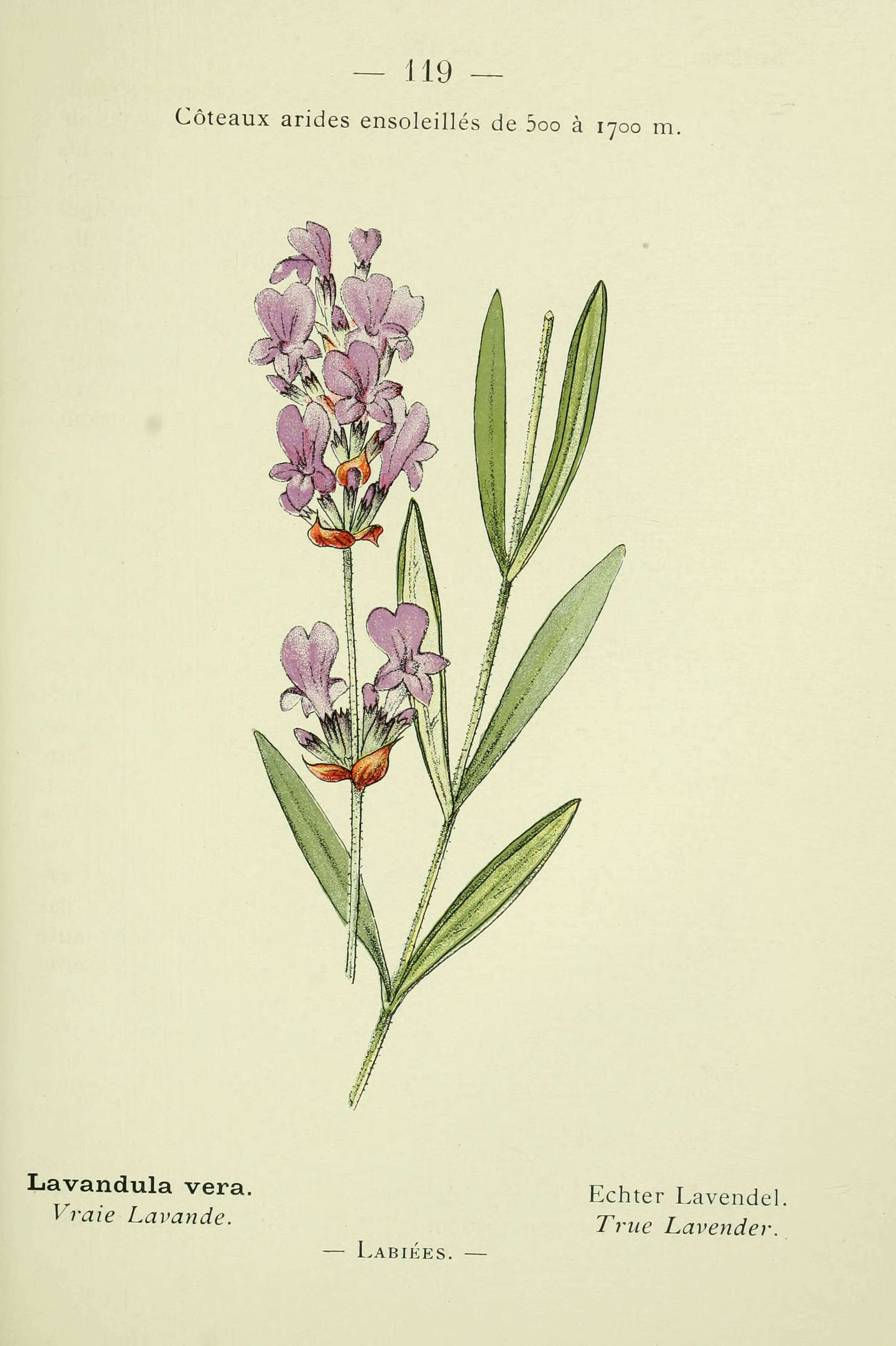 Image of Pyrenean lavender