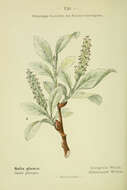Imagem de Salix glauca L.