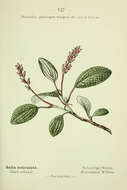 Imagem de Salix reticulata L.