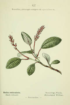 Image of netleaf willow