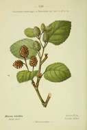 Sivun Alnus alnobetula subsp. alnobetula kuva