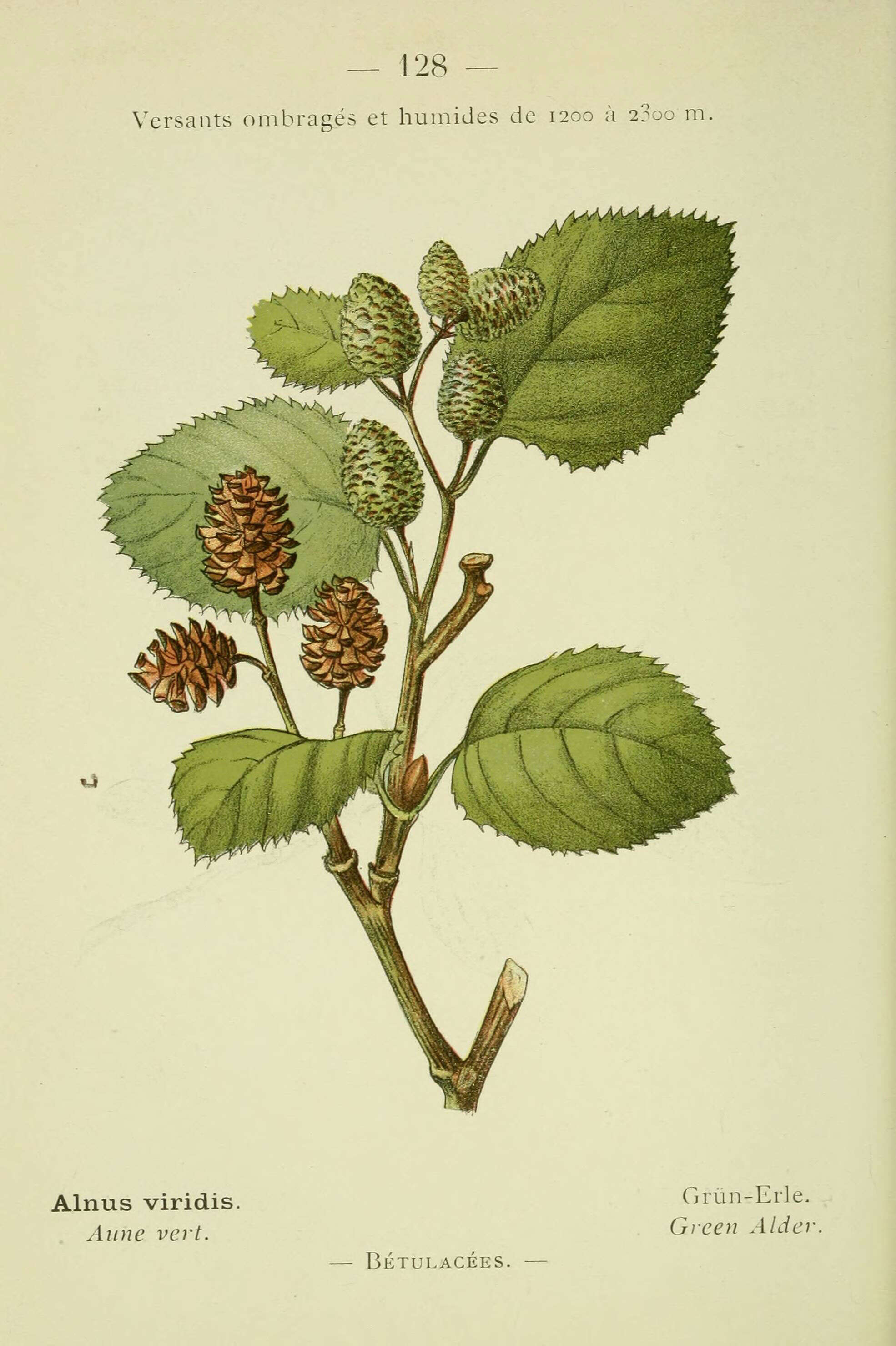 Imagem de Alnus alnobetula subsp. alnobetula