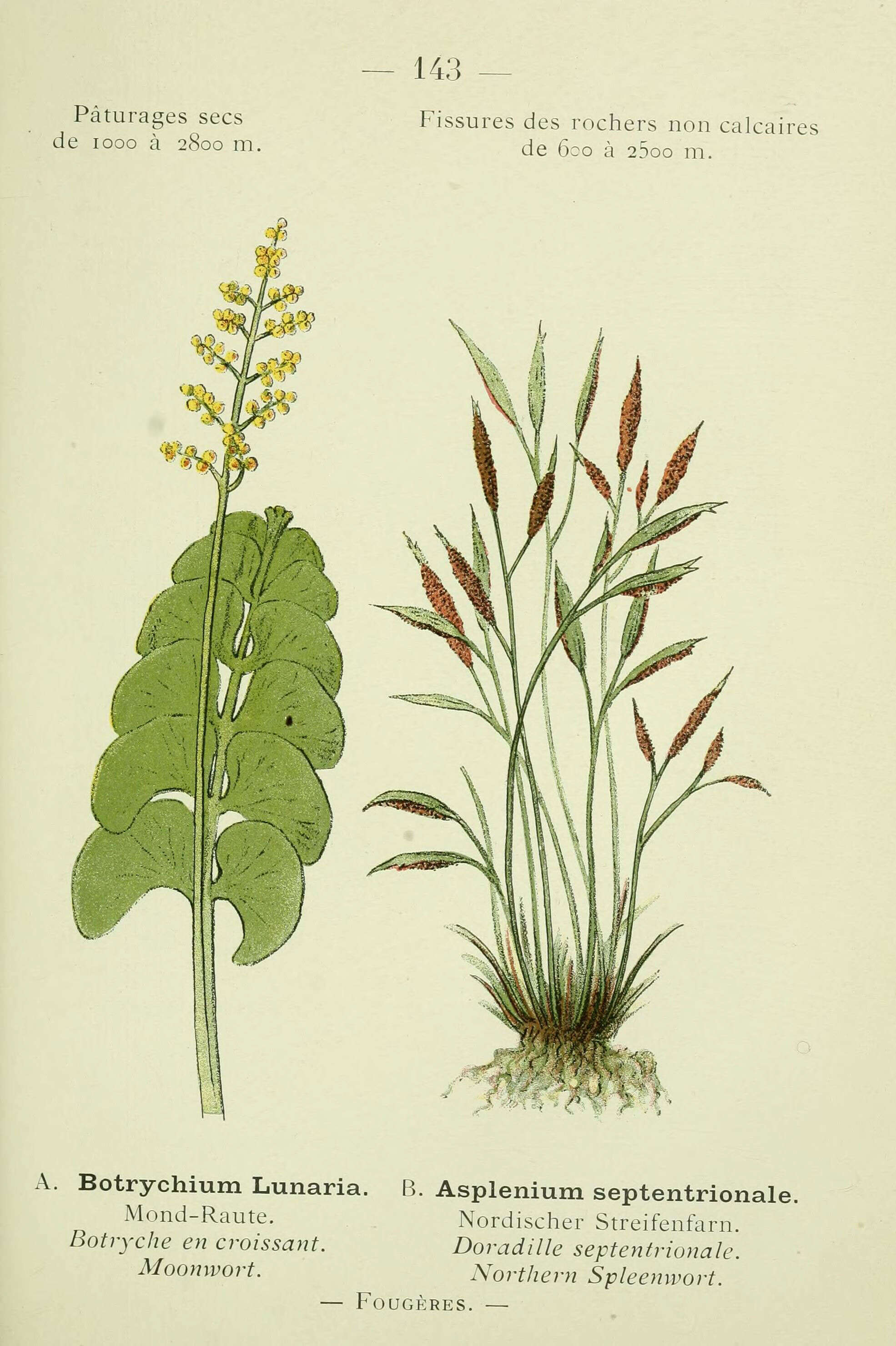 Image of common moonwort