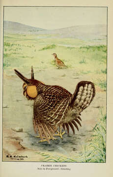 Image of Greater Prairie Chicken