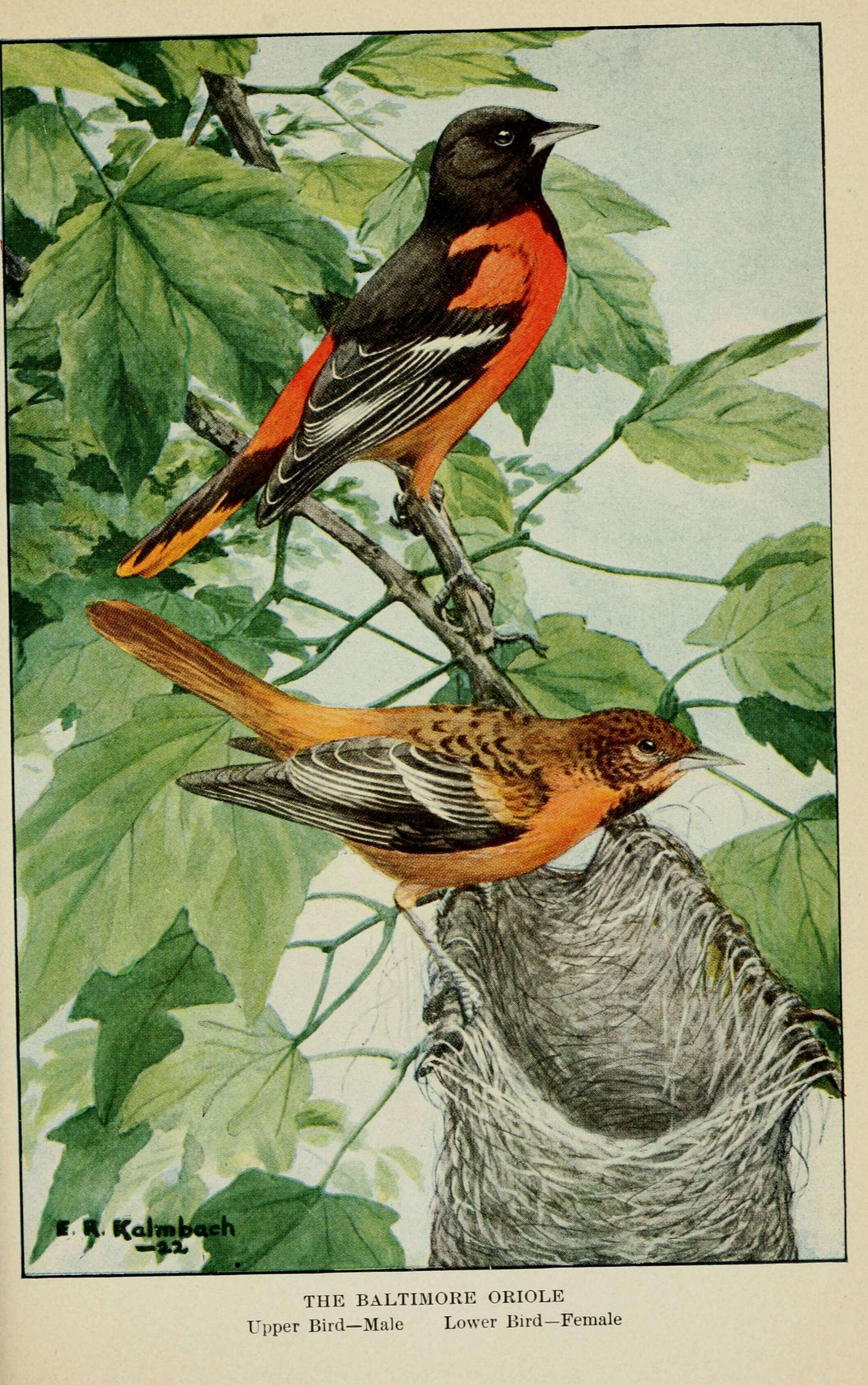 Image of Baltimore Oriole