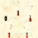 Image of Hylesinus piniperda Fabricius & J. C. 1801