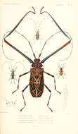 Image of harlequin beetles