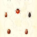 Sivun Eumorphus marginatus Fabricius 1801 kuva