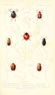 Image of Eumorphus marginatus Fabricius 1801