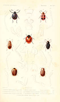 Sivun Eumorphus marginatus Fabricius 1801 kuva