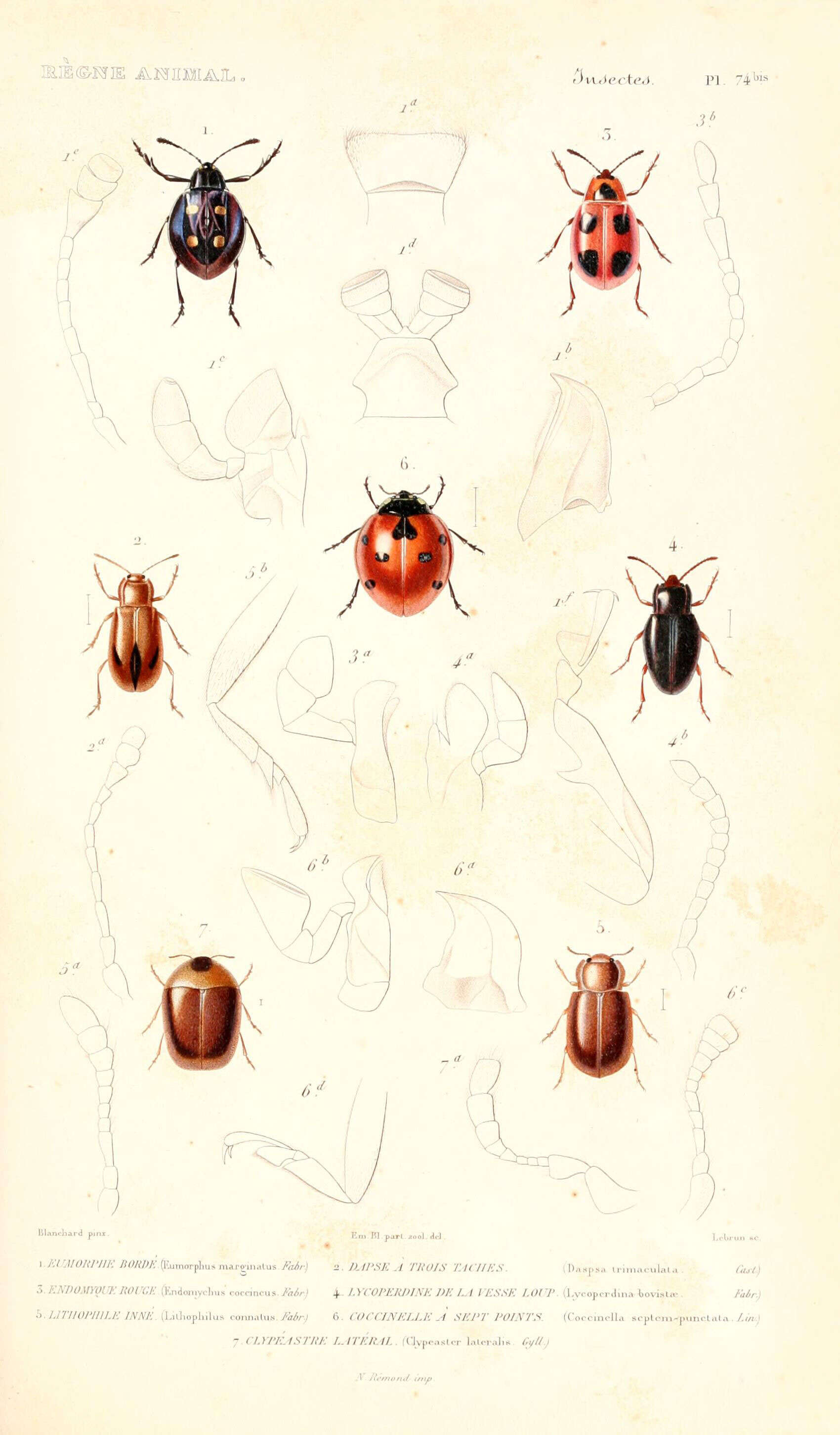 Sivun Eumorphus marginatus Fabricius 1801 kuva