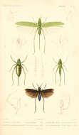 Image of saddle-backed bush-cricket
