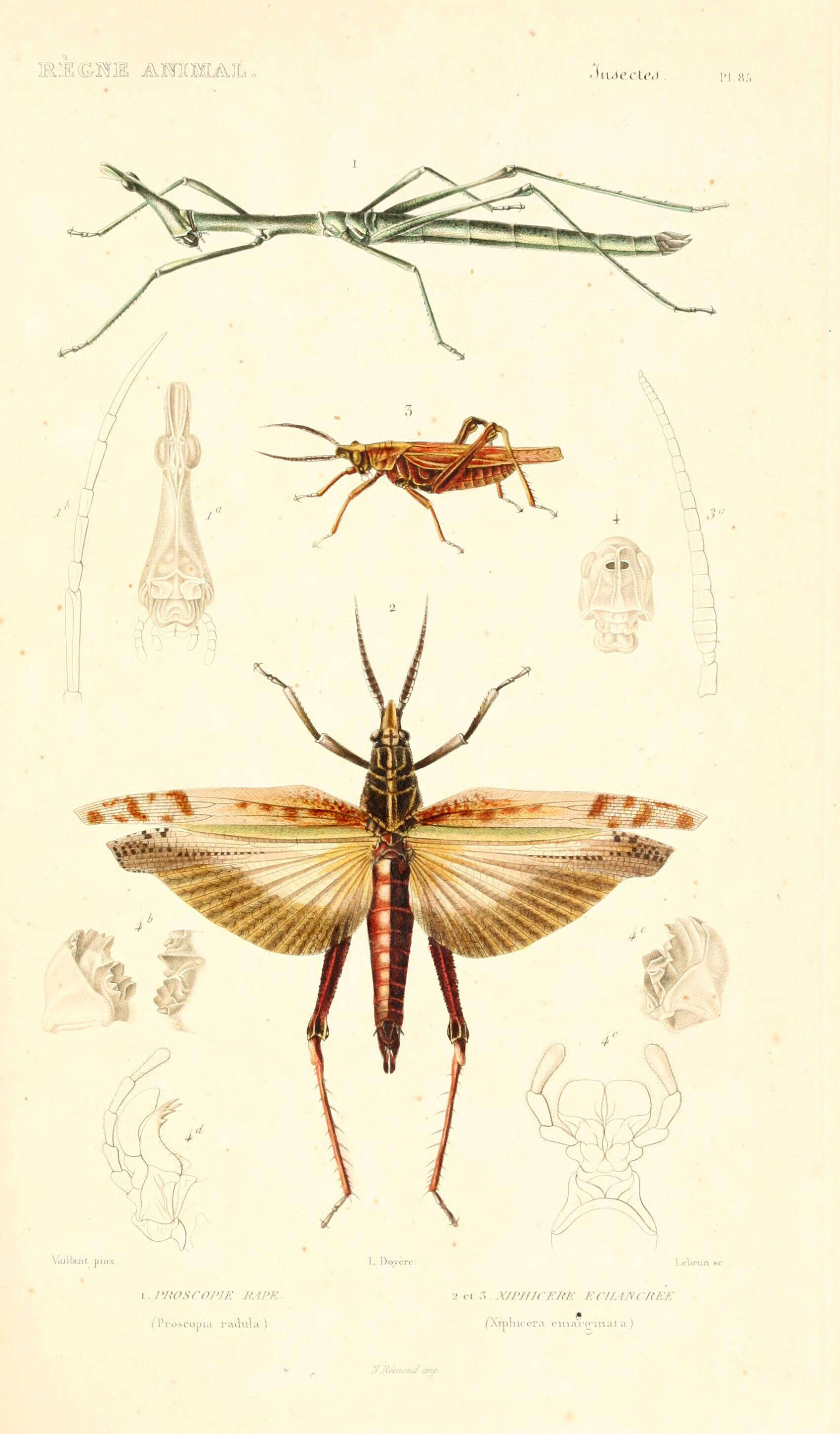 Image of Corynorhynchus radula (Klug 1820)