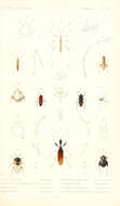 Image of Broad-Headed Bug