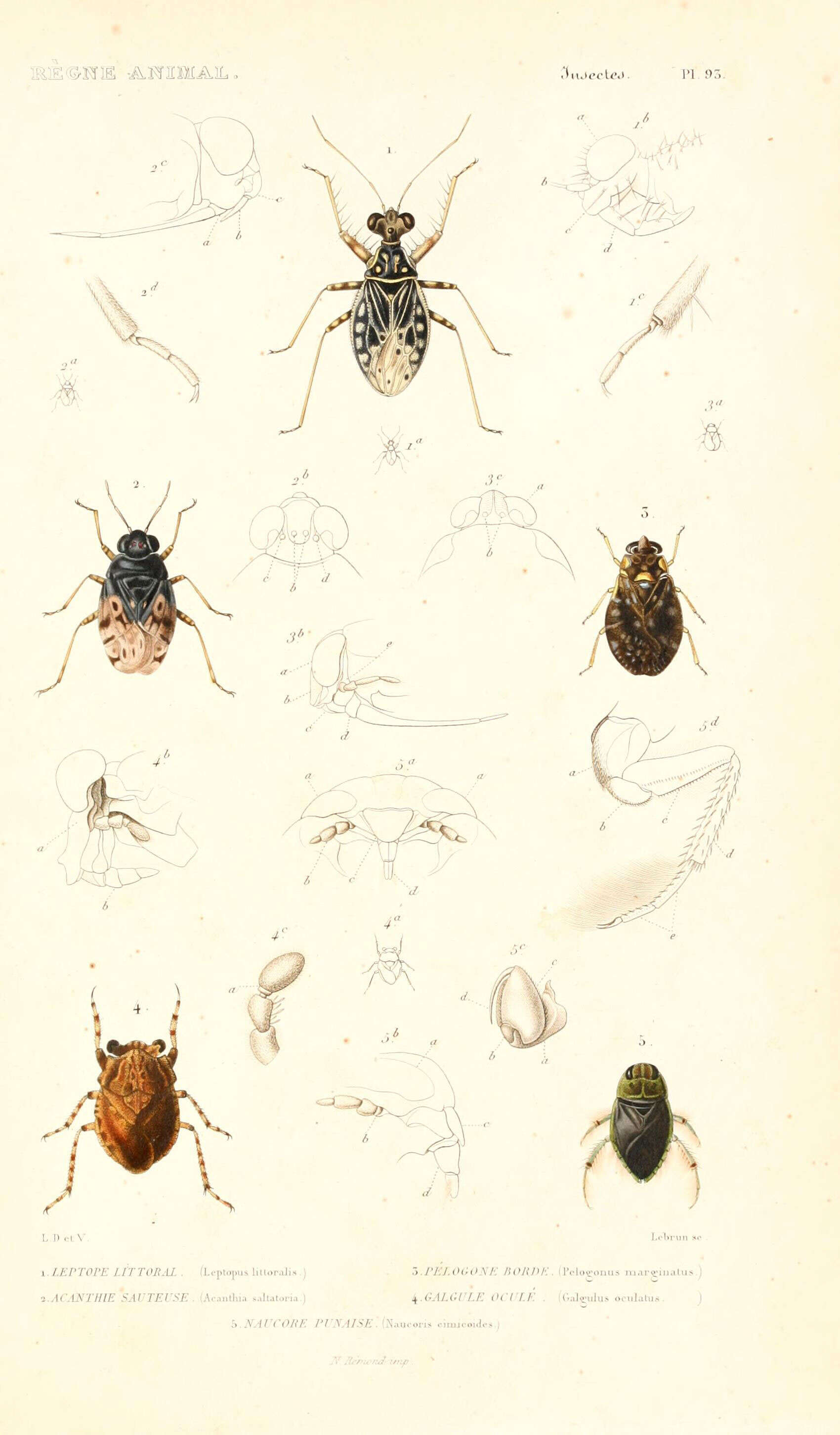 Image de Saldula saltatoria (Linnaeus 1758)