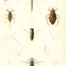 Image de Belostoma testaceopallidum Latreille 1807