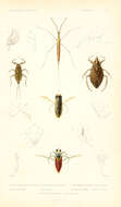 Image of Belostoma testaceopallidum Latreille 1807