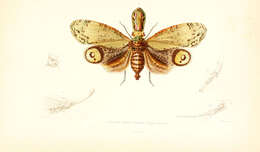 Image of Lantern Fly