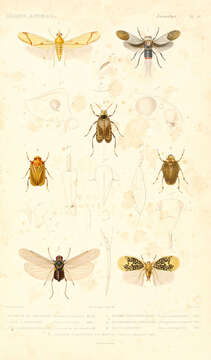 Image of Otiocerus coquebertii Kirby 1821