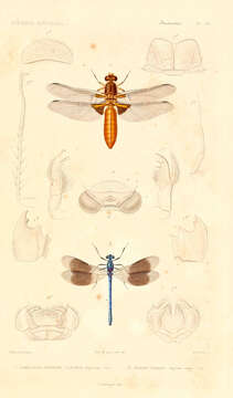 Image of Broad-bodied chaser