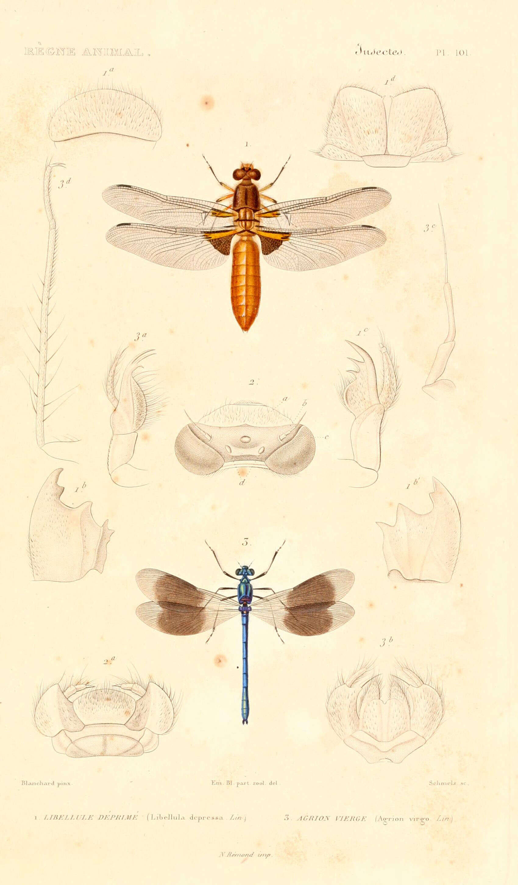 Imagem de Libellula depressa Linnaeus 1758